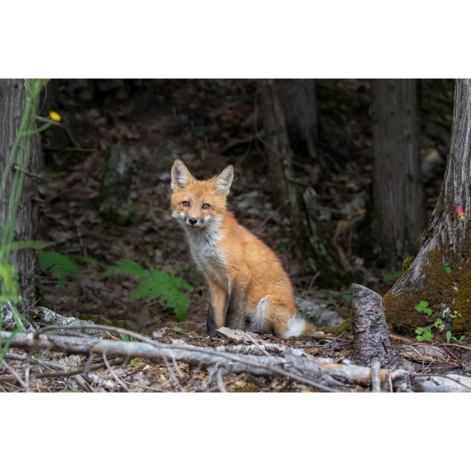 Fox Kit, Marmora