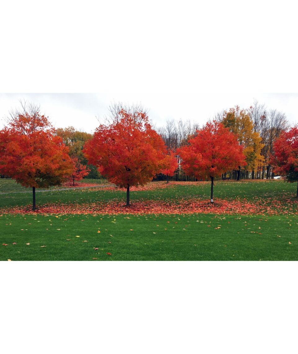 Red maples, green grass, Soccer Pitch