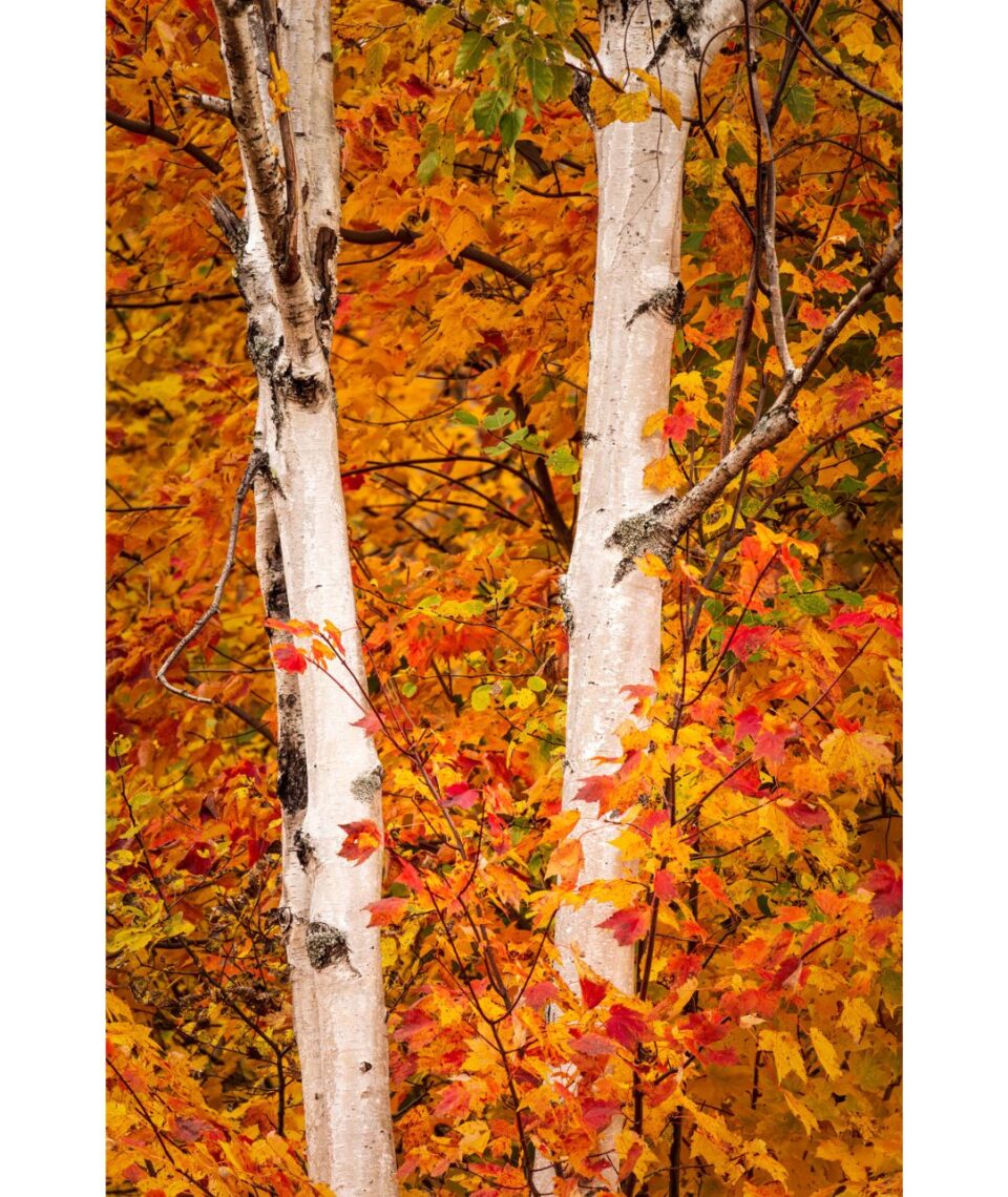 Birch Among the Maples