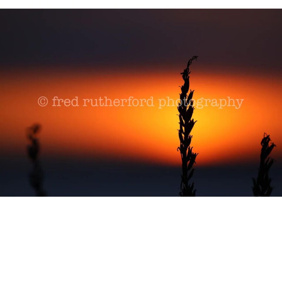 Fred Rutherford Photography Gallery Image
