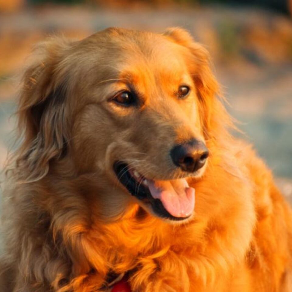 Kidan Singer Gallery Image