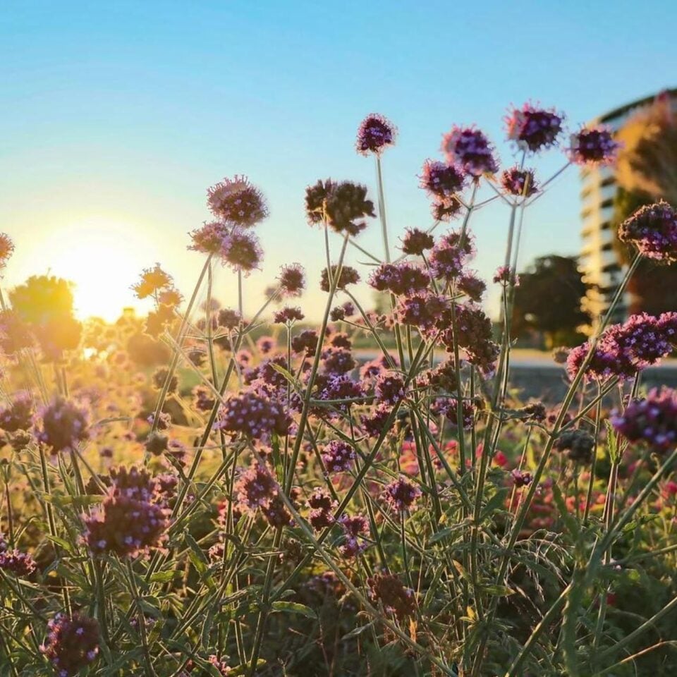 Kidan Singer Gallery Image