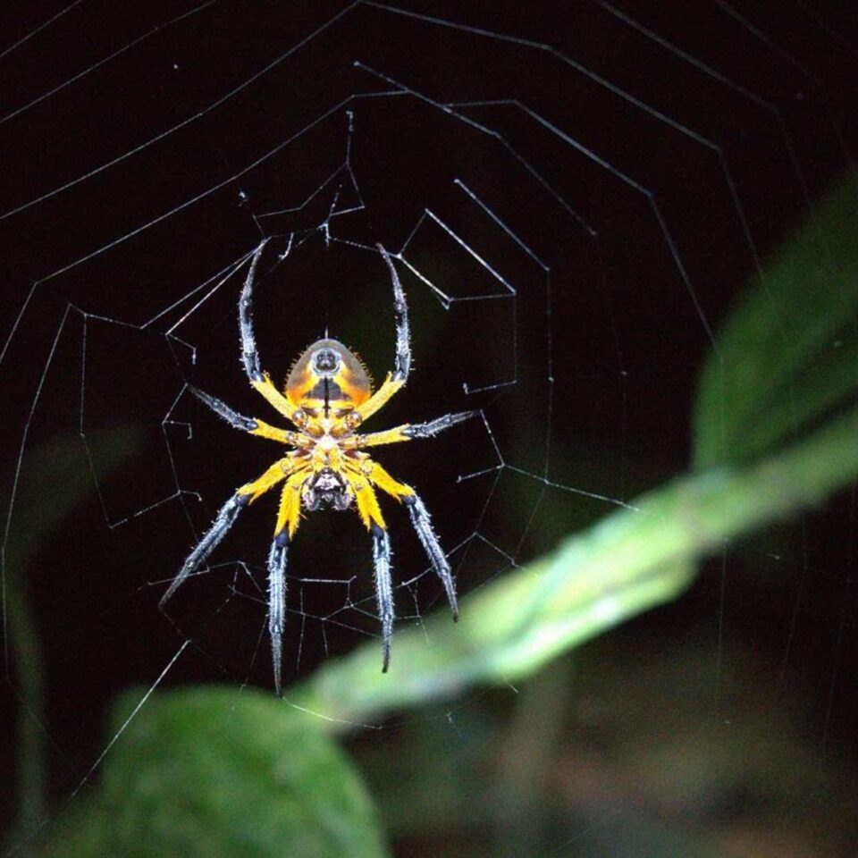 Kidan Singer Gallery Image