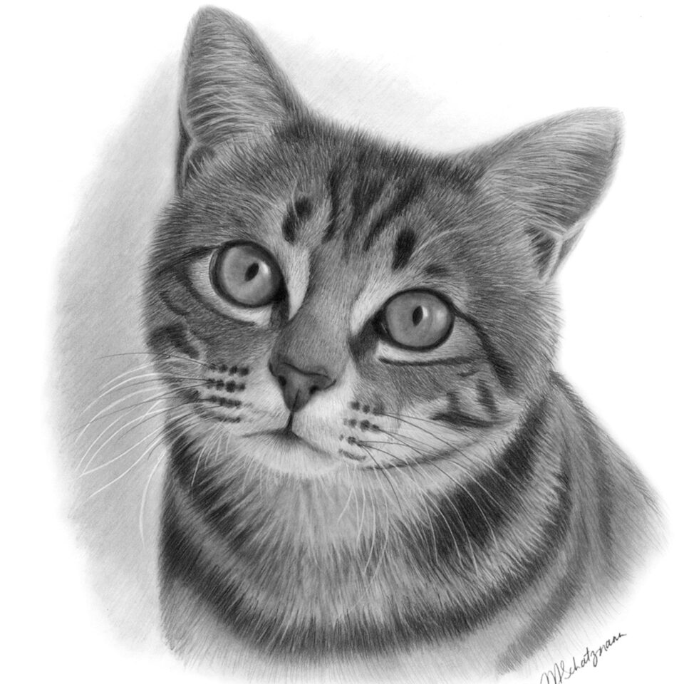 Cat - Graphite Pencil
