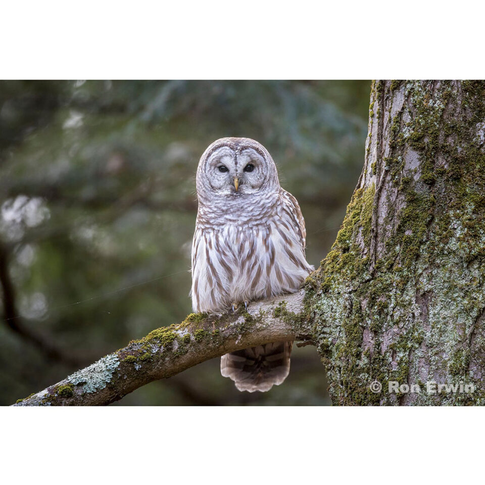 Barred Owl (Strix varia), Presqu'ile Provincial Park, Ontario