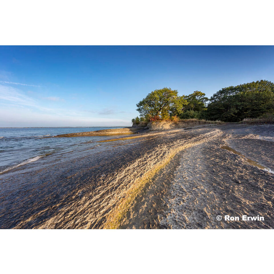 Oak tree and Point Petre Provincial Wildlife Area, Ontario