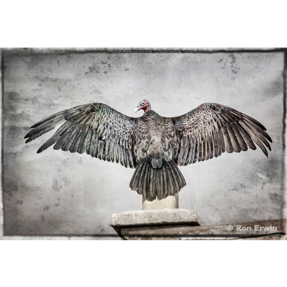 Rise Again (turkey vulture)