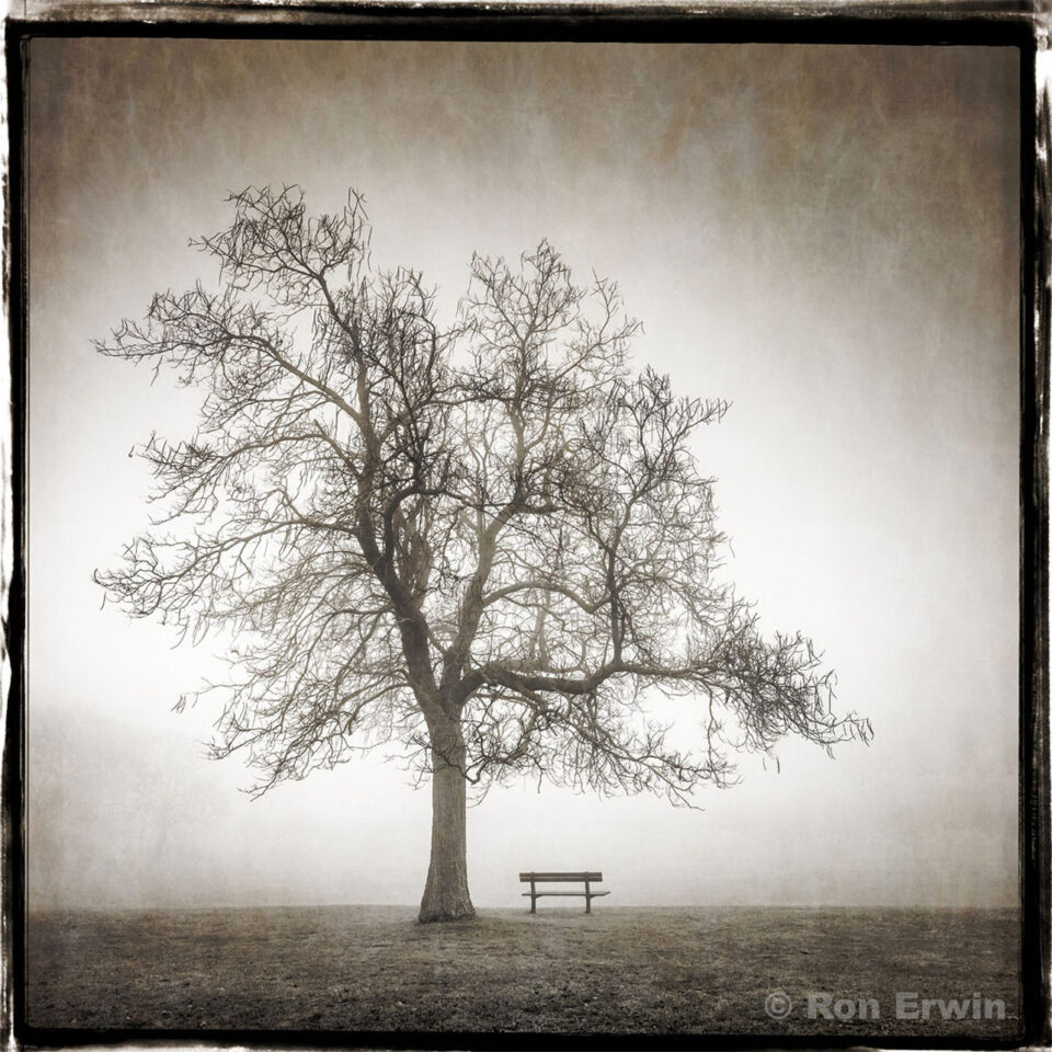 Alone in the Fog (Scarborough Bluffs Ontario)