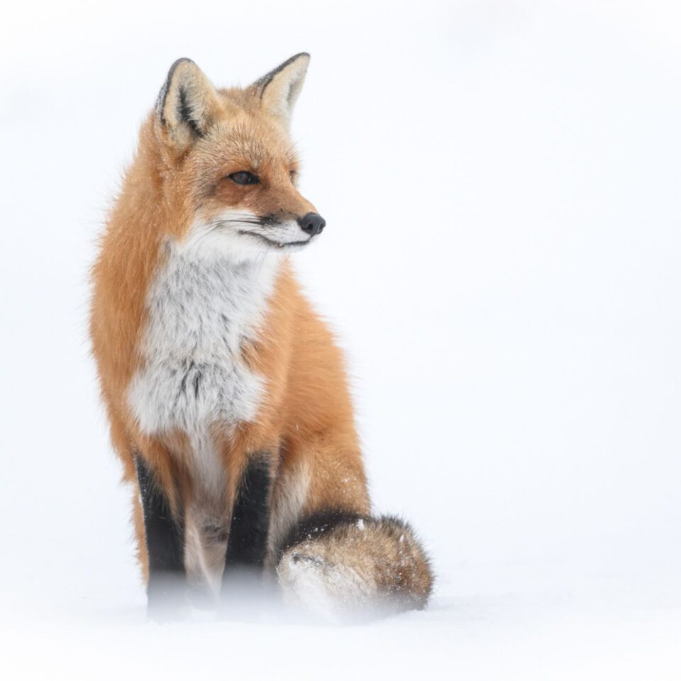 Nick White Gallery Image