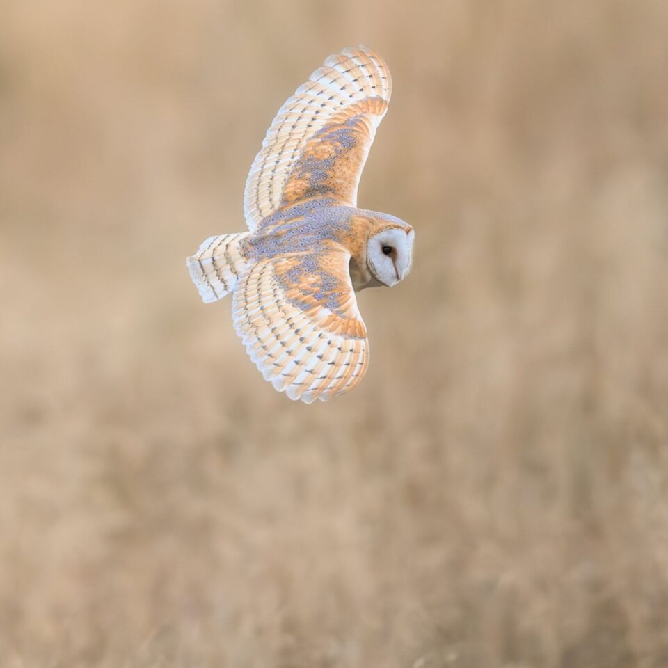 Nick White Gallery Image